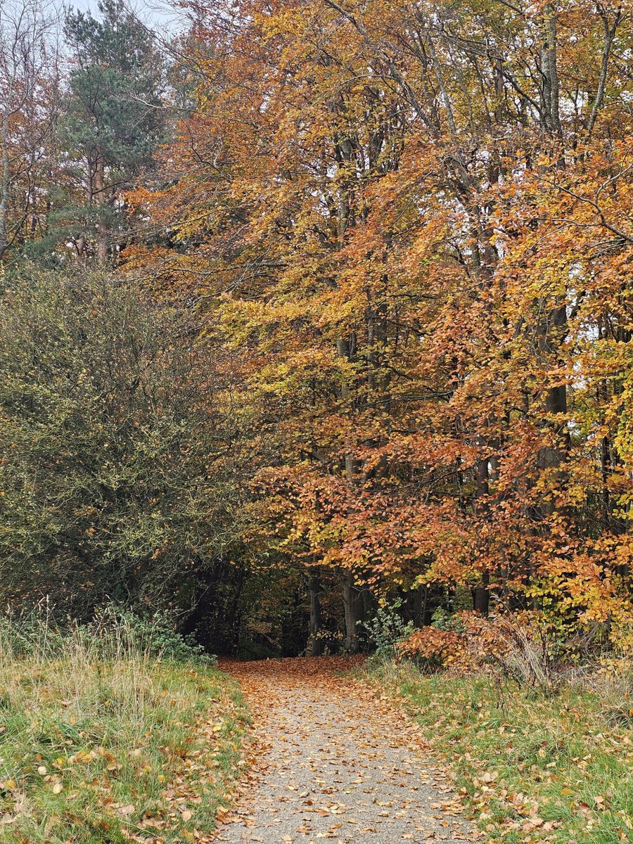 yoga_and_more's tweet image. ein Weg 🍃 🍁 🍂 🍃 🌻 🐿️ 🐾 #nature 💐 🌞