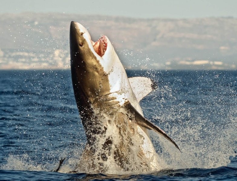 Sharkies tweet media