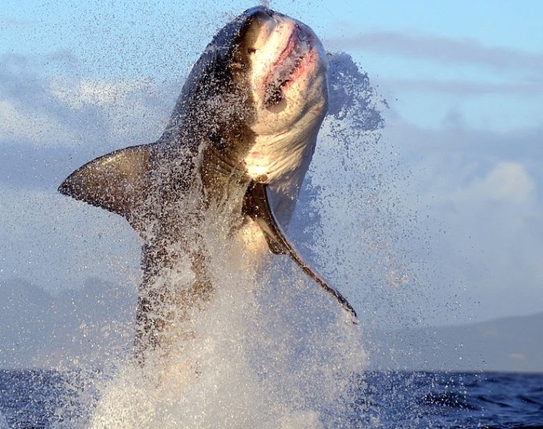 Sharkies tweet media