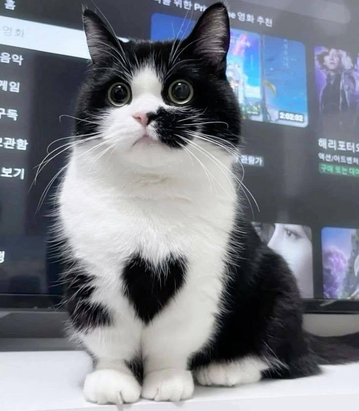 yoga_and_more's tweet image. do you love me ?? ❤️ 😺 🎉 🎈 🍀 ❤️