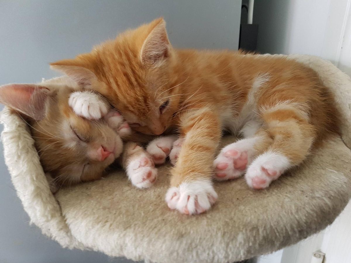 yoga_and_more's tweet image. good evening 🌛 ❤️ 😺 😸❤️ ✨ ✨ ✨