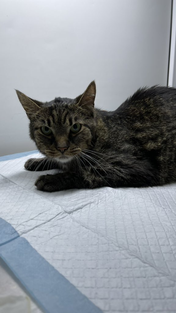 І знову грудень і втрати….. ХПН…. Тільки що пішов котик нашої третьої котоняні (2 інших це ми з Лорою). Нажаль вона помітила зміни запізно, не сказала нам бо бачила як важко ми збираємо кошти на Моллі.

Друзі, ми просимо вас, робіть чекапи вашим тваринки щороку, а то і частіше