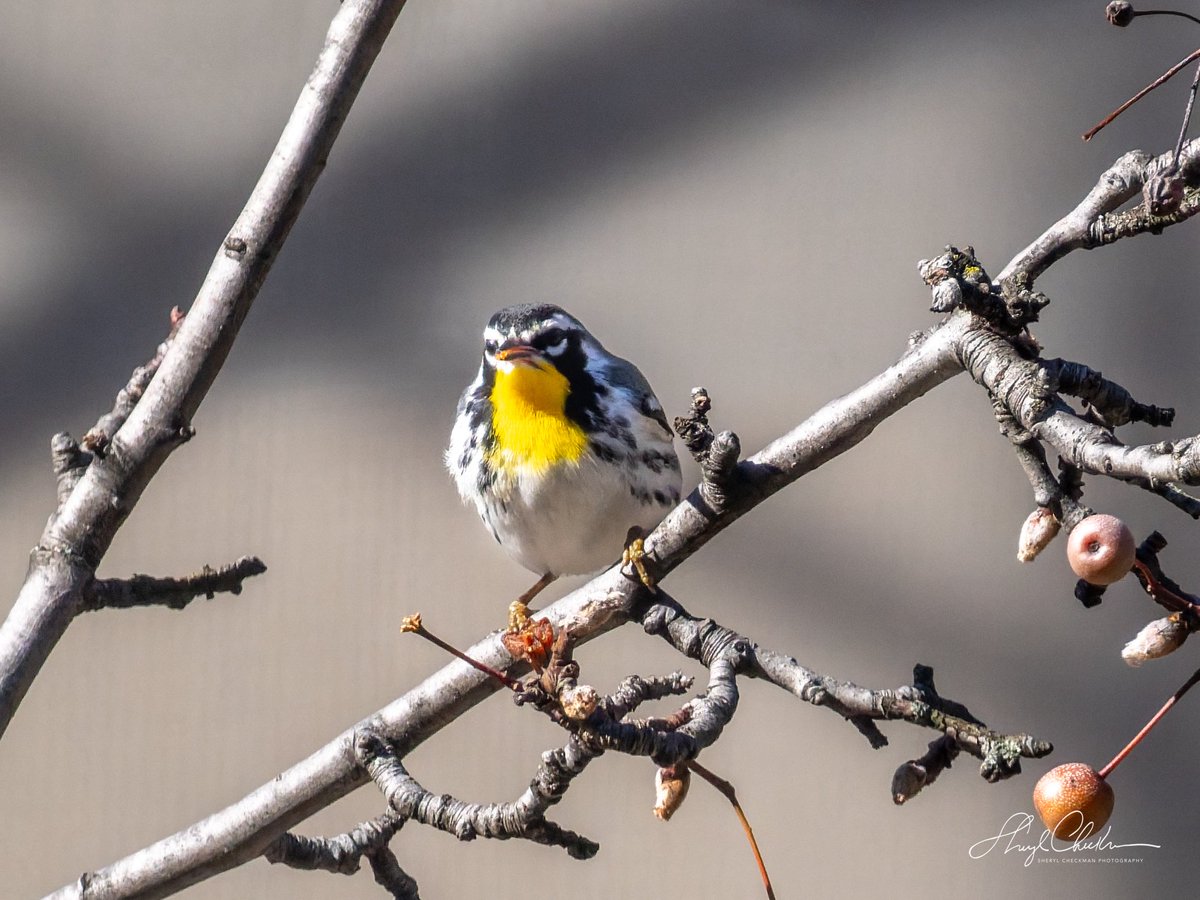 DiveArtist's tweet image. The Yellow-throated Warbler found a nice tree to rest in between his net acrobatics in the construction across from Carl Schurz Park on Saturday.
#yellowthroatedwarbler #birdcpp
