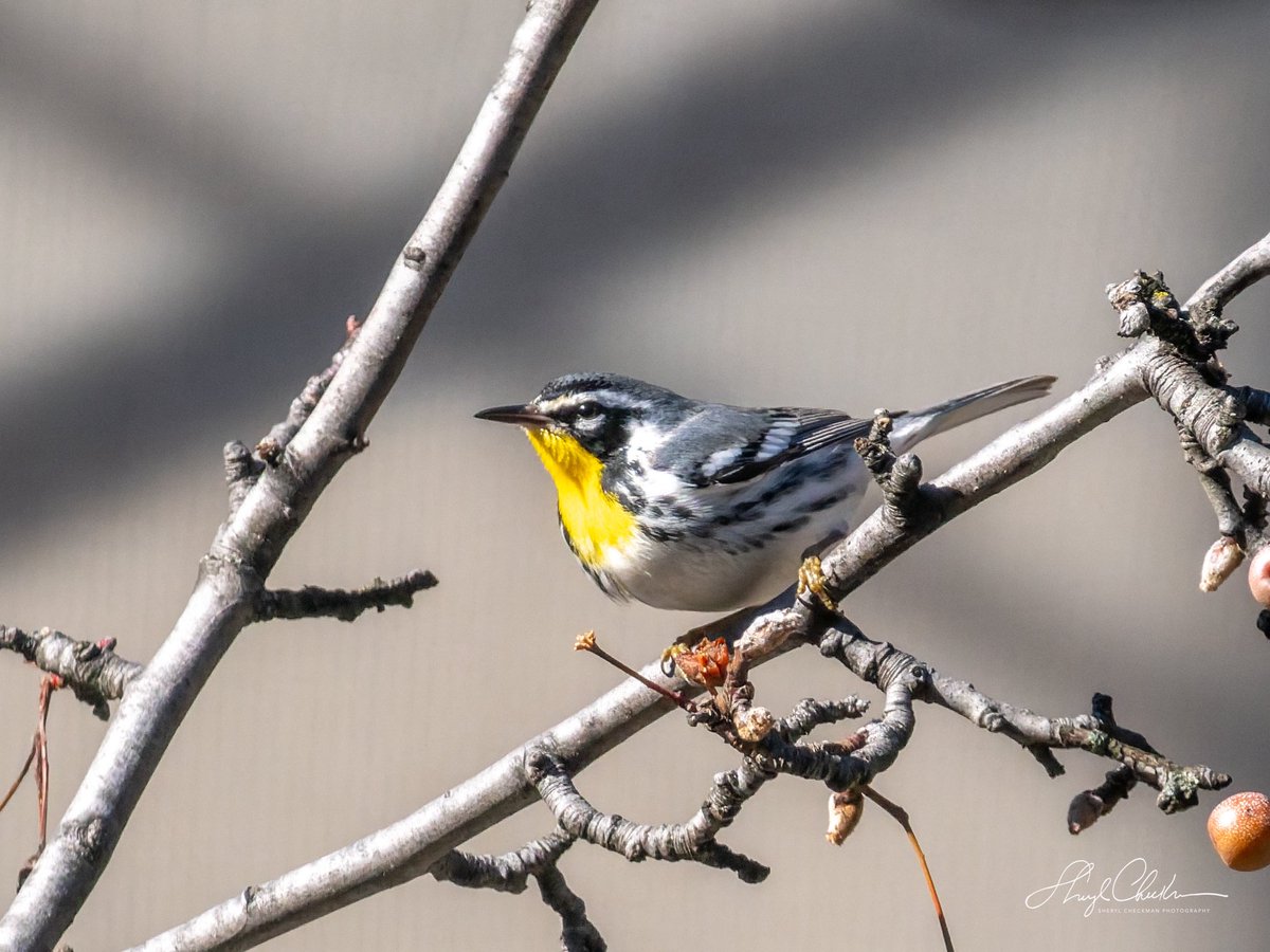 DiveArtist's tweet image. The Yellow-throated Warbler found a nice tree to rest in between his net acrobatics in the construction across from Carl Schurz Park on Saturday.
#yellowthroatedwarbler #birdcpp