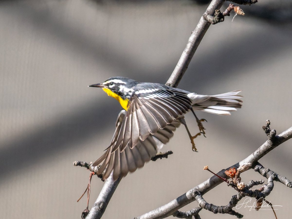 DiveArtist's tweet image. The Yellow-throated Warbler found a nice tree to rest in between his net acrobatics in the construction across from Carl Schurz Park on Saturday.
#yellowthroatedwarbler #birdcpp