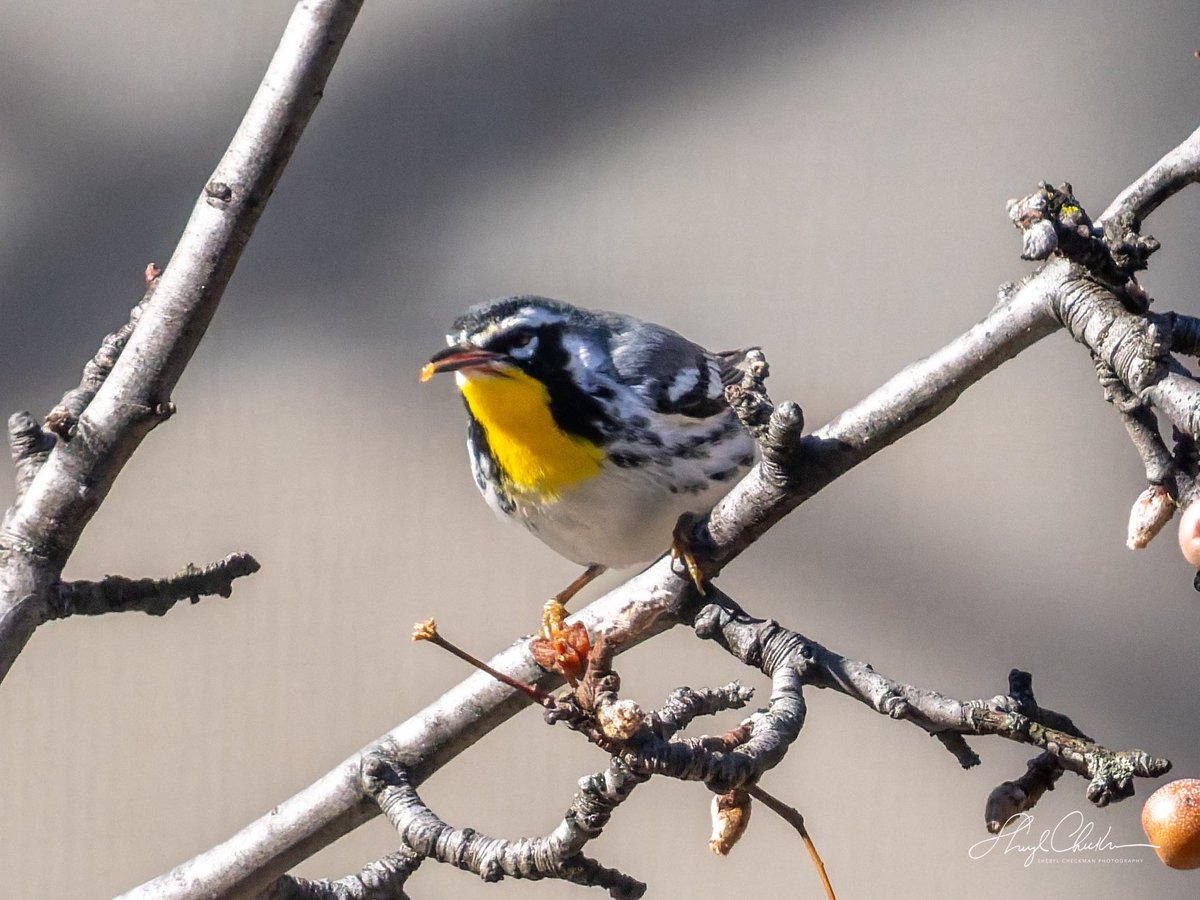DiveArtist's tweet image. The Yellow-throated Warbler found a nice tree to rest in between his net acrobatics in the construction across from Carl Schurz Park on Saturday.
#yellowthroatedwarbler #birdcpp