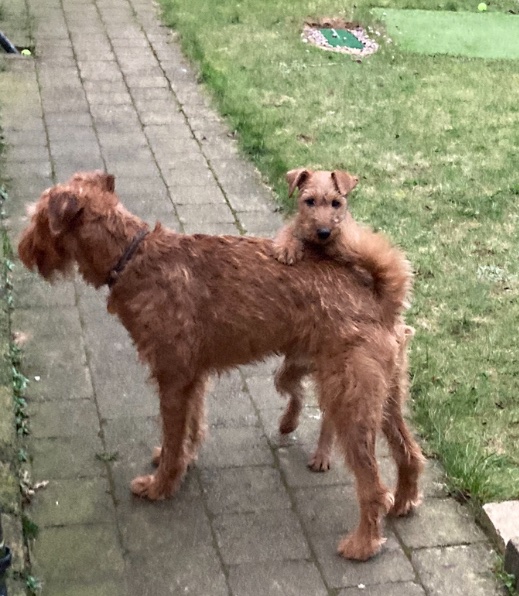 Odin the Great & Little Miss Astra tweet media