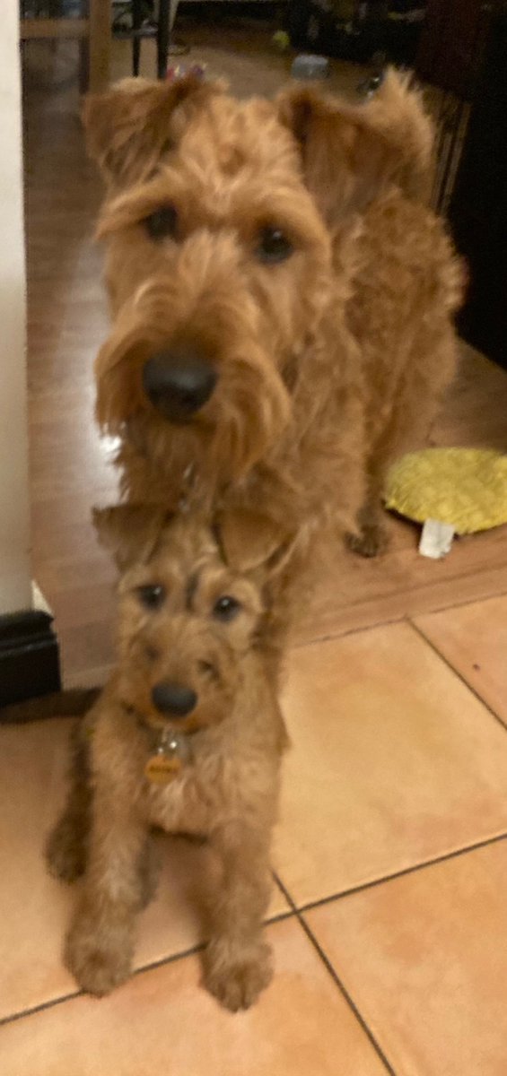 Odin the Great & Little Miss Astra tweet media