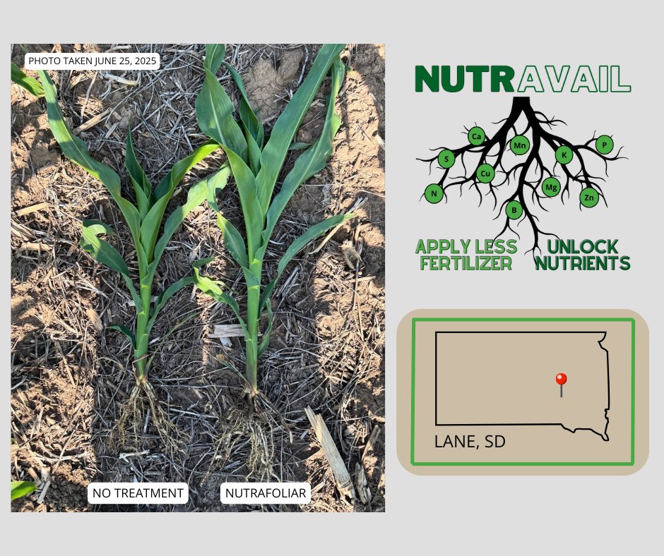 AgPerformanceBC's tweet image. 🌽NutrAvail strengthens root systems, boosts soil biology, and improves nutrient uptake—helping plants resist stress and recover faster. Give us a call or check out the link below to learn how 𝗡𝘂𝘁𝗿𝗔𝘃𝗮𝗶𝗹 can help you be more profitable. 

agperformance.com/nutravail 
📞…