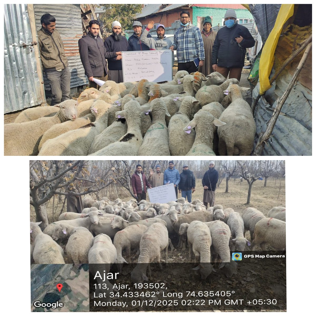 Sheep Husbandry Department,Bandipora tweet media