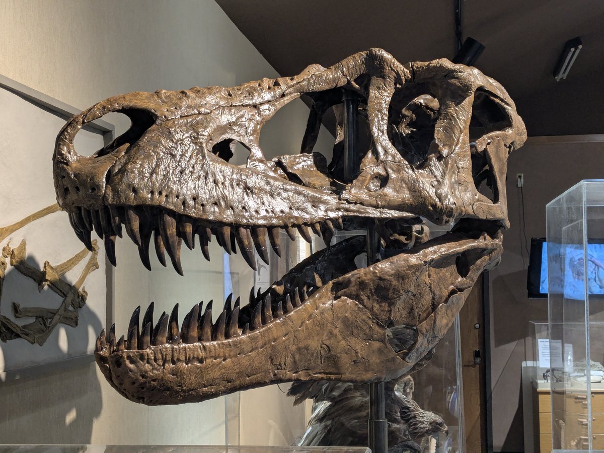 df9465's tweet image. Daspletosaurus wilsoni holotype skull full-size reconstruction. Went on display in our exhibit hall (Badlands Dinosaur Museum) Sept 2025. The nicest Daspletosaurus skull reconstruction I think. Casts possibly available in 2026. #dinosaurs #fossils #fossilfriday