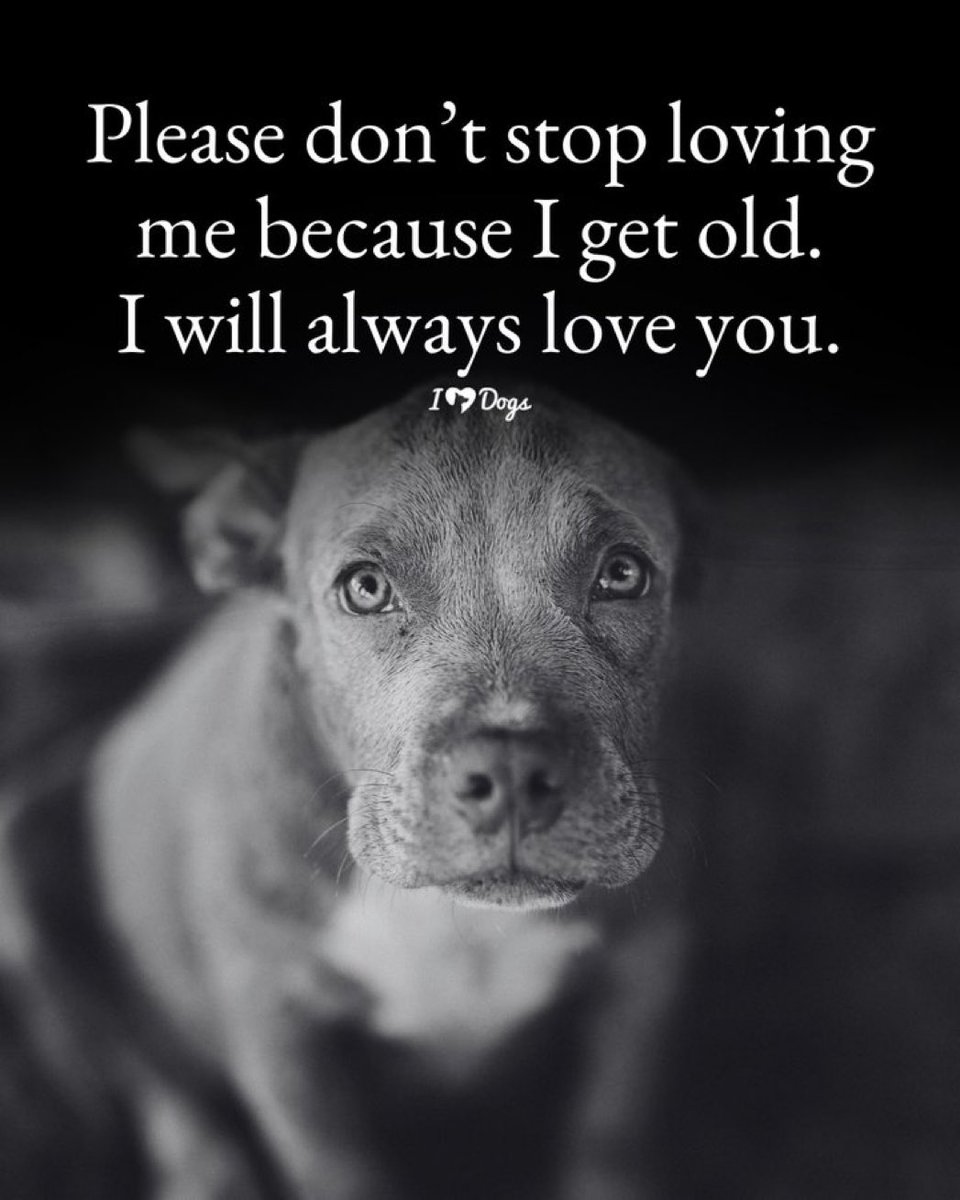 Dogs (@Dogs_) / Posts / X
