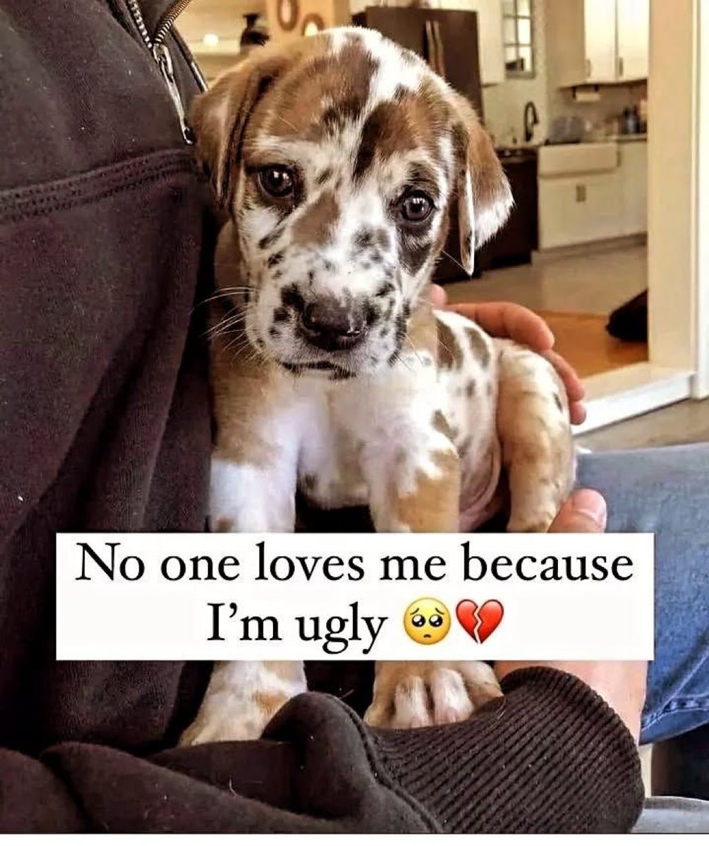 Dogs (@Dogs_) / Posts / X