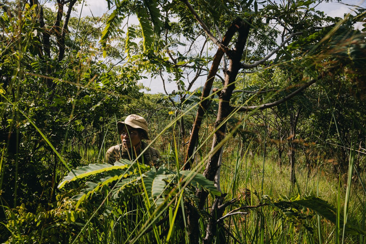 Akashinga tweet media