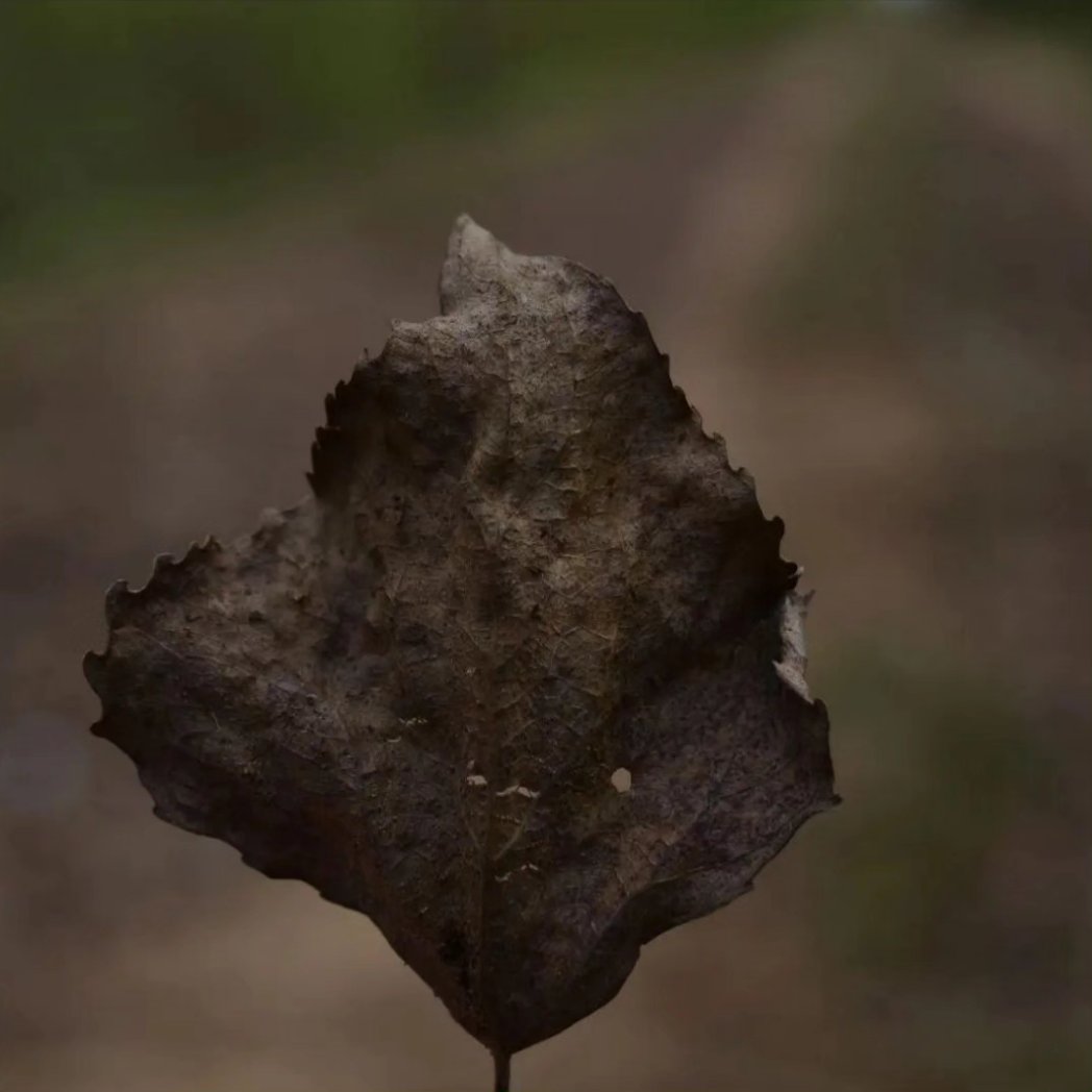 What once lived still whispers.
What does this make you feel?🖤🍂
#Photography #Moody  #Cinematic #Aesthetic #QuietPlaces