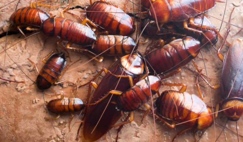 swiftiecent's tweet image. A group of roaches is called?