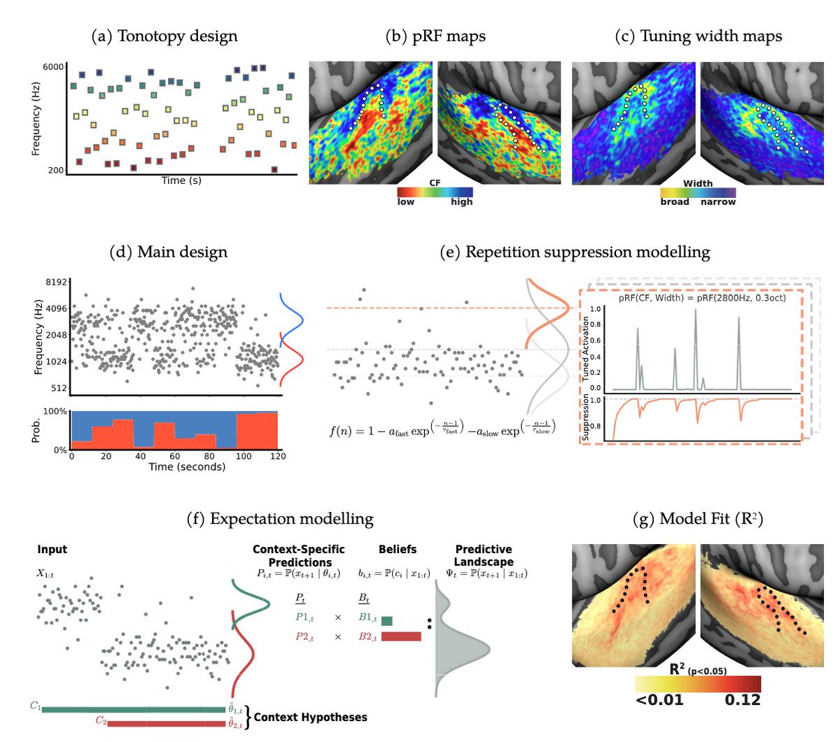 layerfMRI tweet media