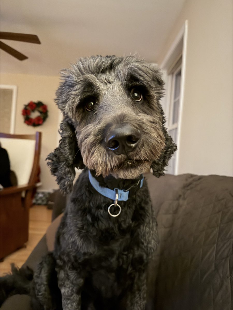 Here’s a picture of my dog, because if I posted a picture of my crypto portfolio you would feel sorry for me 😂