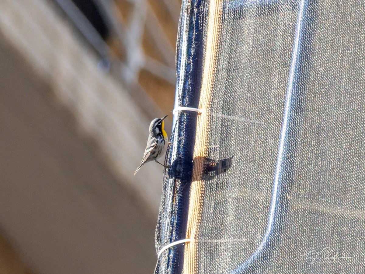 DiveArtist's tweet image. Apparently there are lots of bugs trapped behind the mesh at the construction site across from Carl Park and this clever Yellow-throated Warbler is making the most of it! Get this guy a hard hat!

#yellowthroatedwarbler #birdcpp
