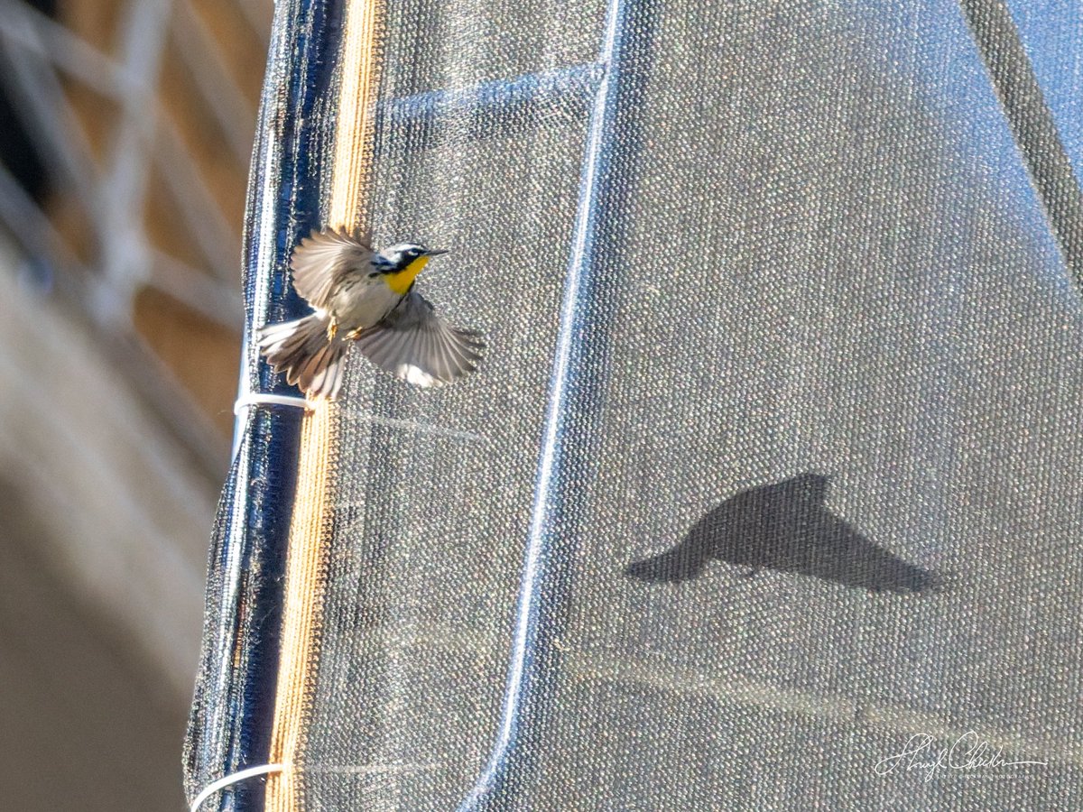 DiveArtist's tweet image. Apparently there are lots of bugs trapped behind the mesh at the construction site across from Carl Park and this clever Yellow-throated Warbler is making the most of it! Get this guy a hard hat!

#yellowthroatedwarbler #birdcpp
