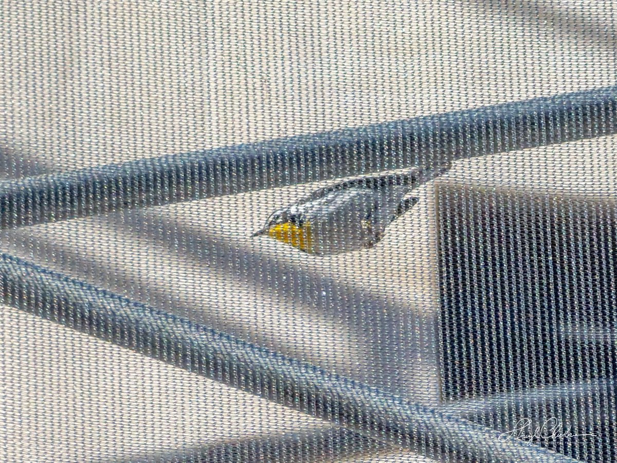 DiveArtist's tweet image. Apparently there are lots of bugs trapped behind the mesh at the construction site across from Carl Park and this clever Yellow-throated Warbler is making the most of it! Get this guy a hard hat!

#yellowthroatedwarbler #birdcpp