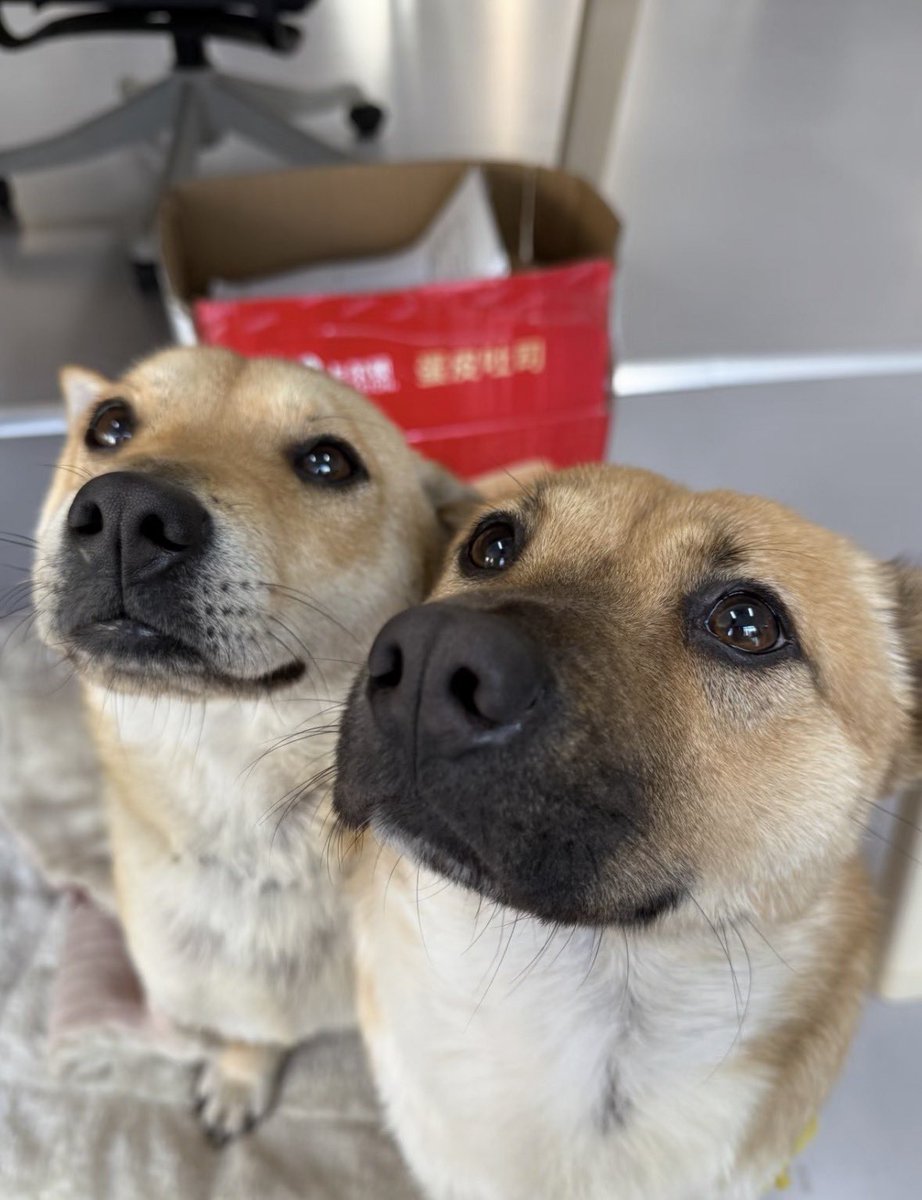 とんすけちゃん あそんで！/とんすけ|【ぬいぐるみのセキグチ】メーカー公式通販