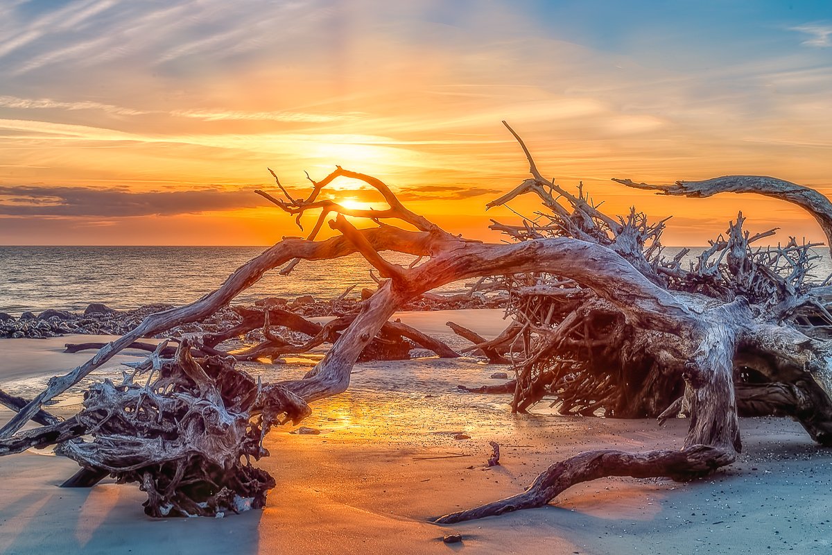 Sunrise at Driftwood Beach on Jekyll Island, Georgia. Weathered trees rest  along the shoreline where forest once met sea, shaped by tide, wind, and  storms. 📷 Fine art coastal photography 👉https://t.co/u2Quz7nFYw # JekyllIsland #, image size:1200x800