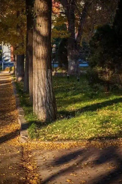 tekproom's tweet image. 陽光が木の影を通して小道に降り注ぎ、落ち葉が地面を覆っていて、すべてがとても静かで美しく見えます。