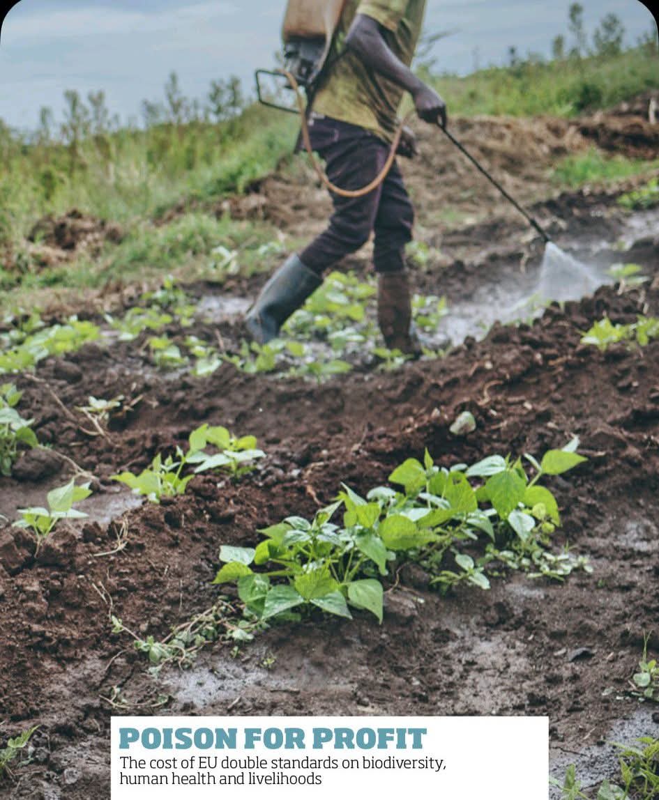 An important PDF report titled “Poison for Profit: The Cost of the EU’s Double Standards on Biodiversity, Human Health, and Livelihoods” presents an investigative study that exposes the ongoing export of pesticides banned within the European Union to the African continent,