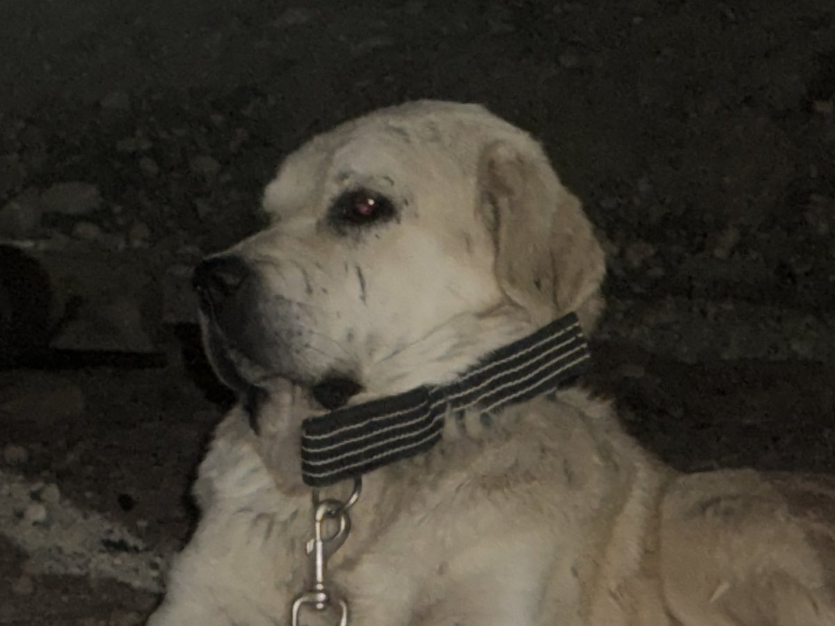 majinsayan's tweet image. Copper red eyes within dark eyelids truly resemble the eclipse

In the initial days after relocation, dog isn&apos;t used to a lot of direct eyecontact yet, will show better pic later. Truly fascinating &amp;amp; haunting eyes. Imajin the bloodred sparkles as he jumps towards intruders