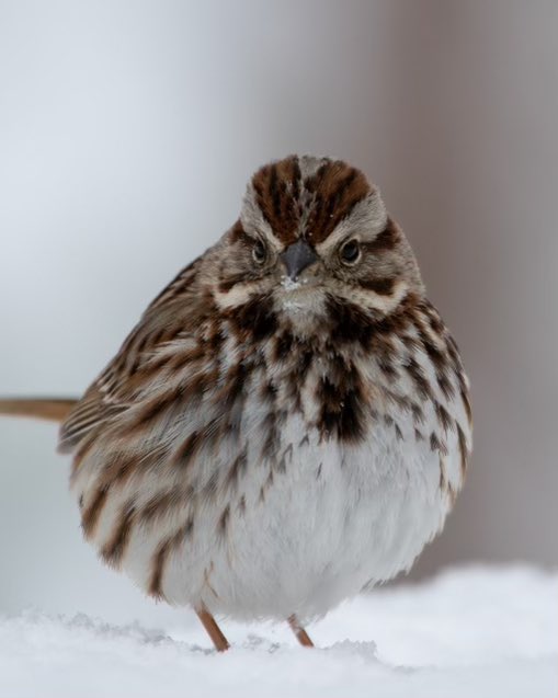 Markets down
Bird activity up!
