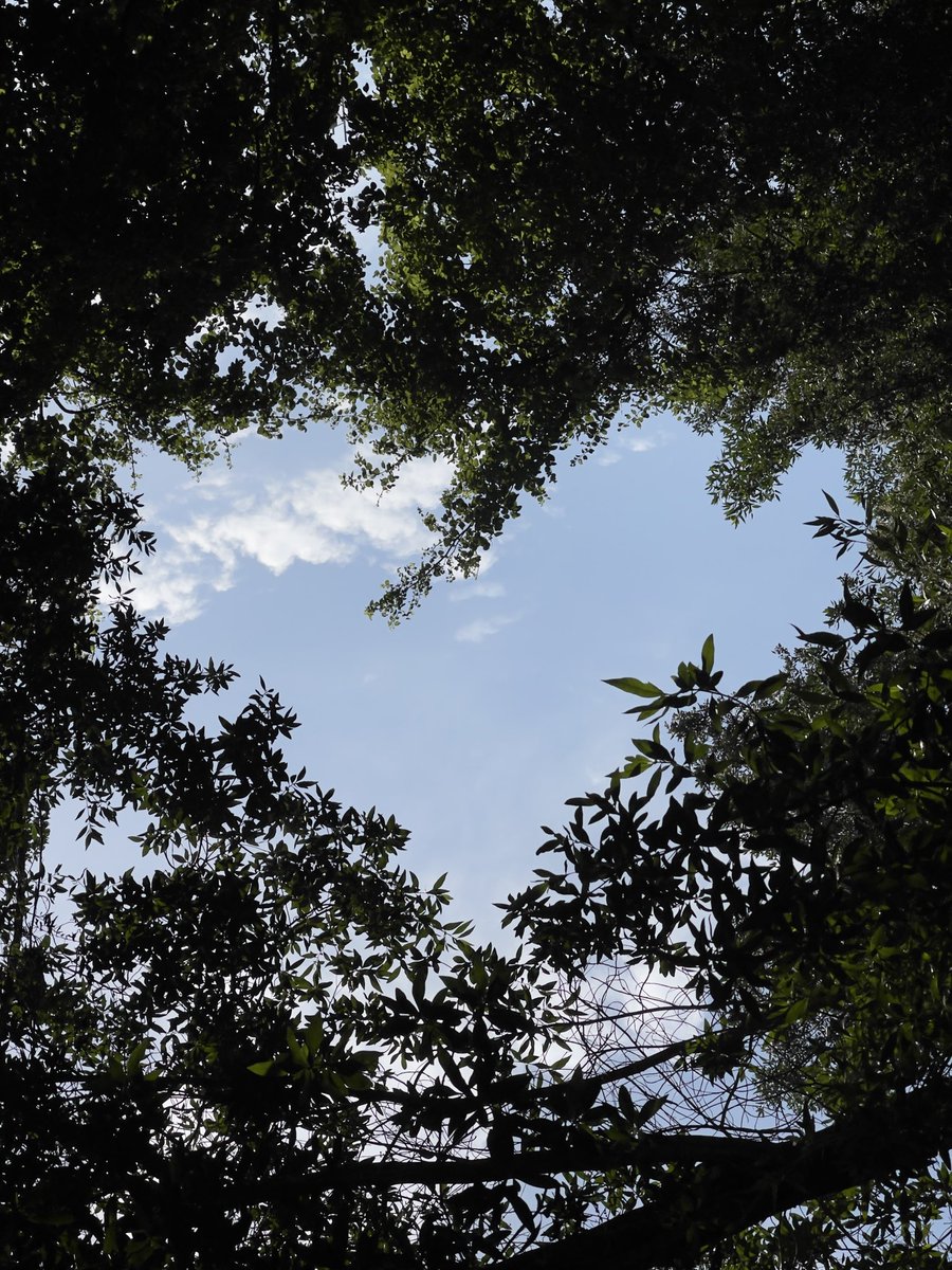 rumilyrics's tweet image. Saw a heart-shaped hole in the trees. Nature has its own way of speaking.