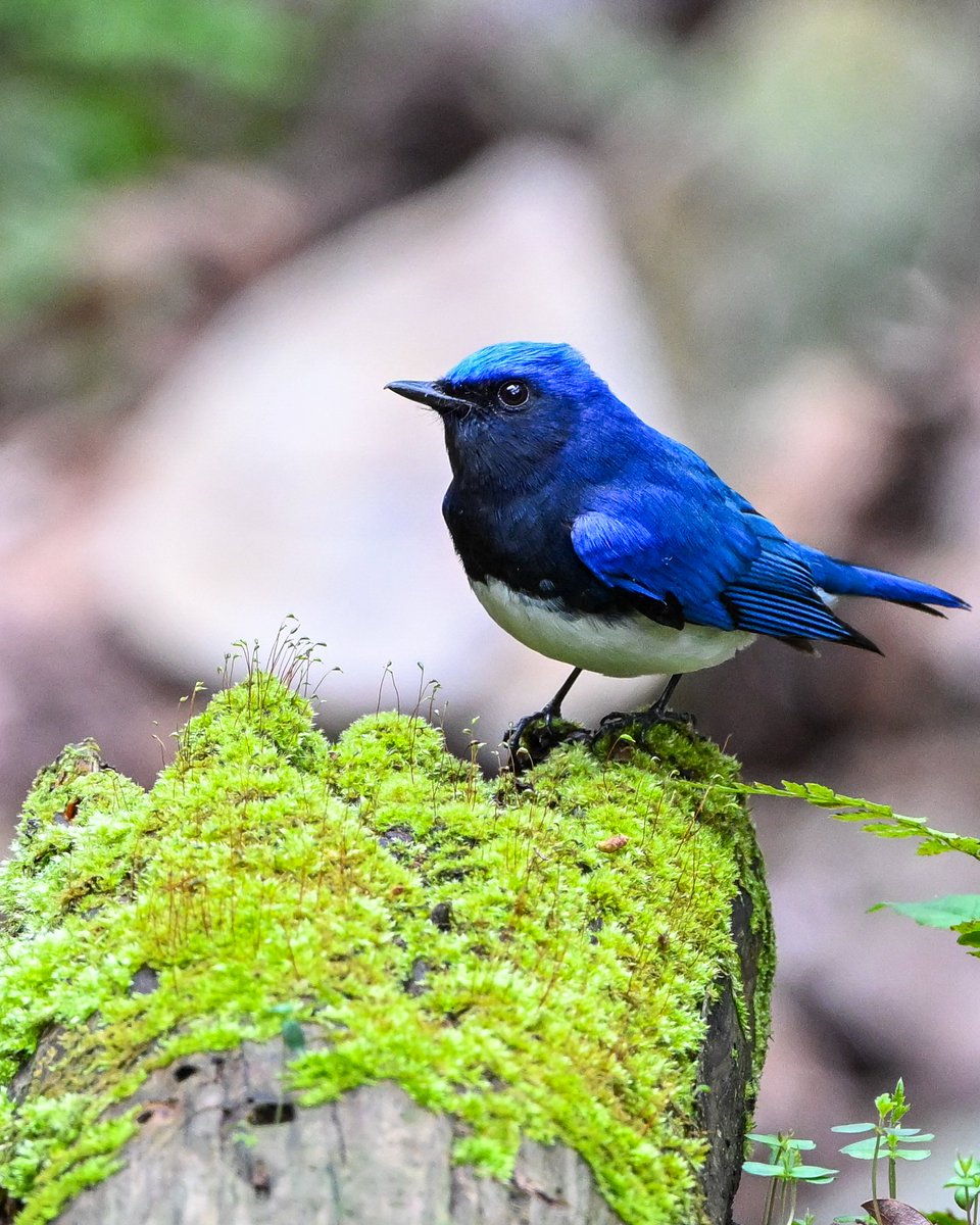 Nikki122029's tweet photo. I have seen blue birds while birdwatching in several countries so far.
Blue and white catcher（Japan）
Taiwan magapie（Taiwan）
Blue Whistling Thrush（Hongkong）
Cassowary（Australia）
#birdphotography
#birdwatching
#wildlifephotography
#naturelovers
#birding https://t.co/S4QlvgUiEb