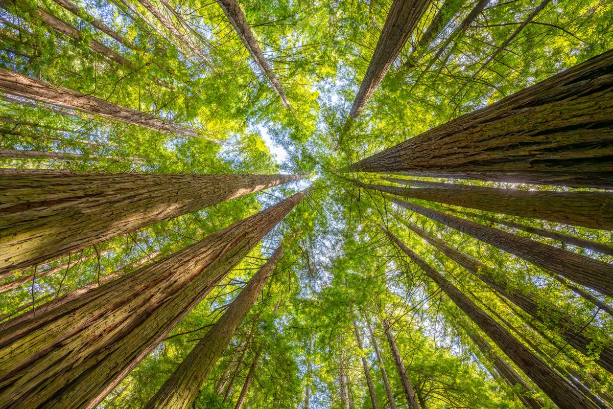 Armando Ayala tweet media