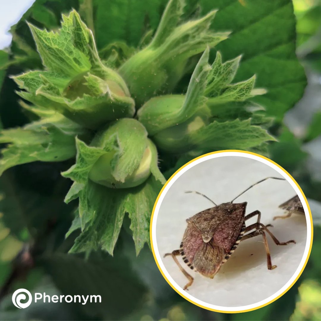 pheronym's tweet image. Brown marmorated stink bugs have become a problem pest in Turkish nuts. Here&apos;s what Dr. Fatma Kaplan discovered when she recently visited her family farm: ow.ly/nRbf50XAbN4

#brownmarmoratedstinkbug #climatechange #pestcontrol #startup