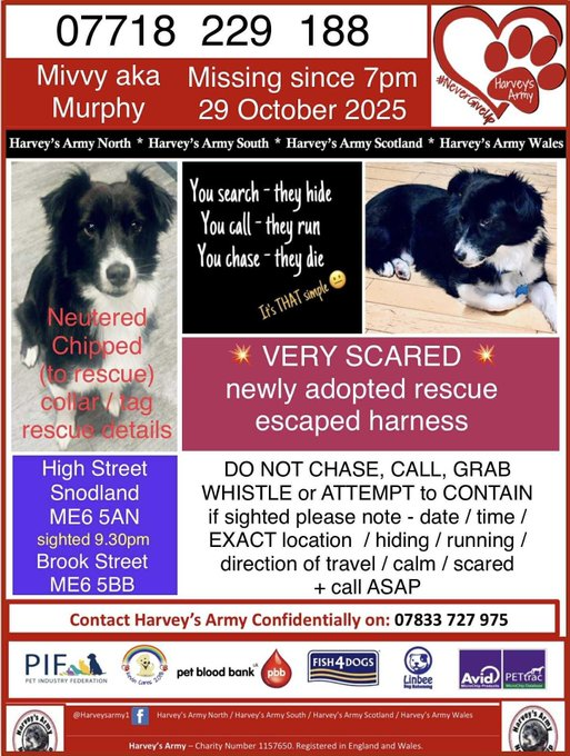 millypod1's tweet photo. 🆘29 OCT 2025 #StillMissing #Stolen??
#Lost Mivvy/Murphy #ScanMe
Collie Cross Male
Snodland Train Station #Snodland #Kent #ME6
Nervous NEW #RESCUE does not know area
Link to Murphy’s page:
https://t.co/7xcS0hVDaj
https://t.co/1XpteXgiwd https://t.co/lW8ywLlCi6