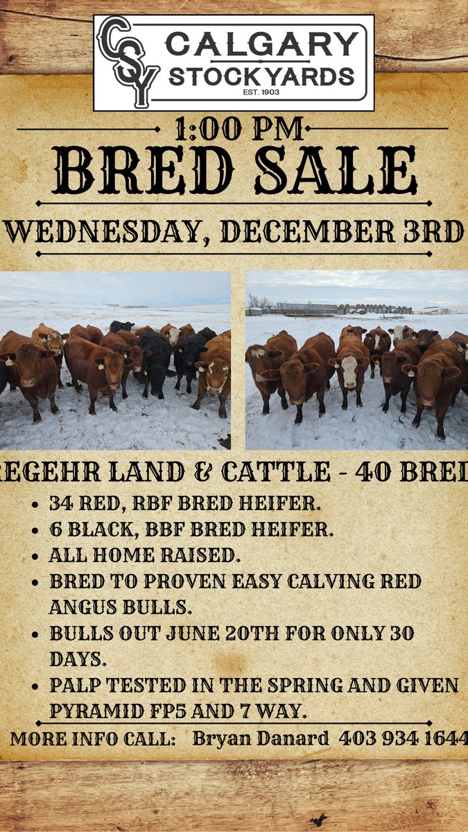CSYStrathmore's tweet image. Bred Sale
Wednesday, December 3rd at 1:00 PM

Spruce Ridge Farms - 225 Breds Cows, 2-4 year olds

Regehr Land &amp;amp; Cattle - 40 Bred Heifers
- 34 Red, RBF 
- 6 Black, BBF

calgarystockyards.com/bred-sales

Sale catalogue &amp;amp; online Live bidding available at teamauctionsales.com!
