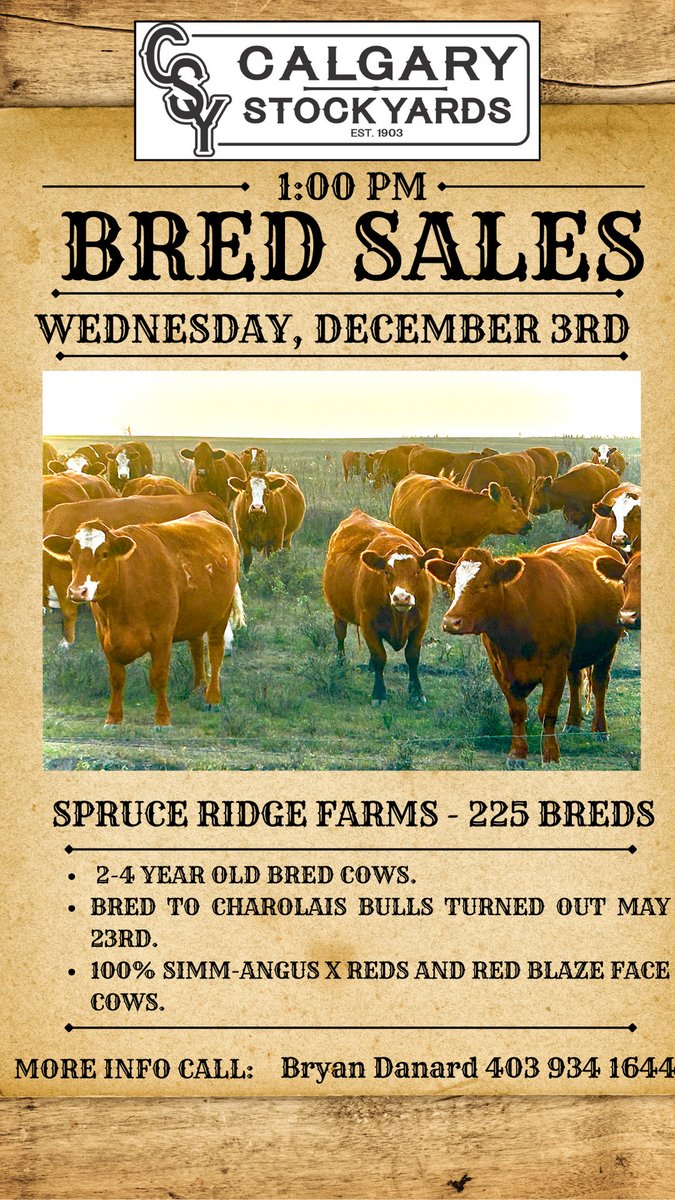 CSYStrathmore's tweet image. Bred Sale
Wednesday, December 3rd at 1:00 PM

Spruce Ridge Farms - 225 Breds Cows, 2-4 year olds

Regehr Land &amp;amp; Cattle - 40 Bred Heifers
- 34 Red, RBF 
- 6 Black, BBF

calgarystockyards.com/bred-sales

Sale catalogue &amp;amp; online Live bidding available at teamauctionsales.com!