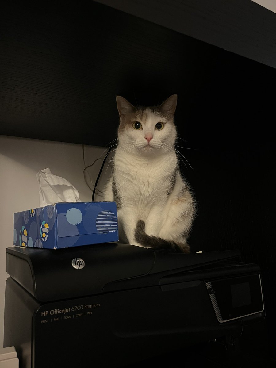 tu es bien rangée mon bibi chaton ?