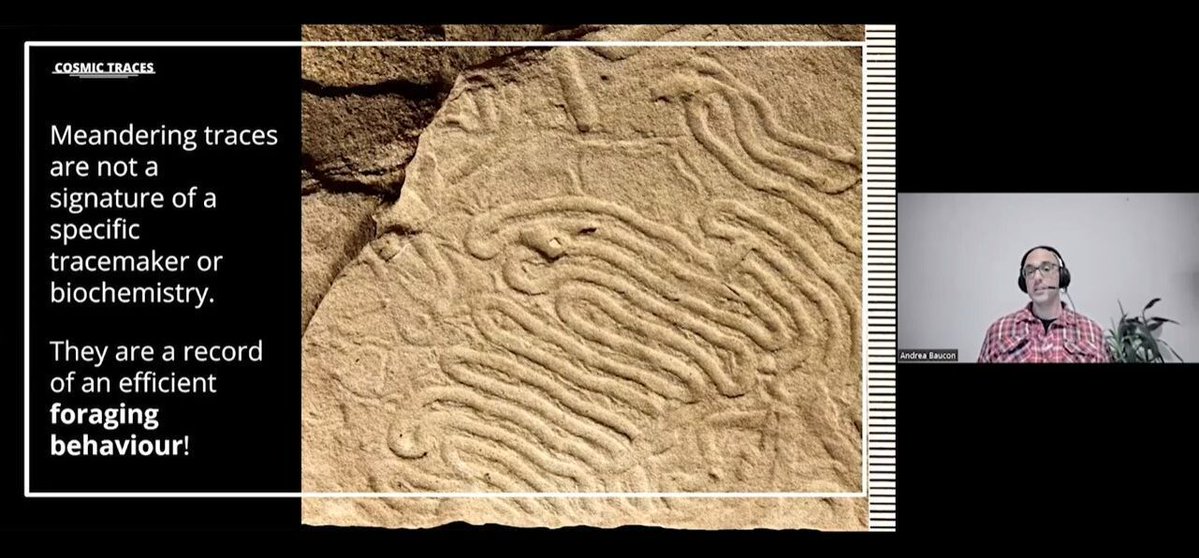 ABaucon's tweet image. How can #ichnology guide our search for extraterrestrial life ? My answer is now accessible online, courtesy of the International Ichnological Association, which has shared my talk on this topic: youtu.be/WTF9pUov8DE

#astrobiology #fossils #mars