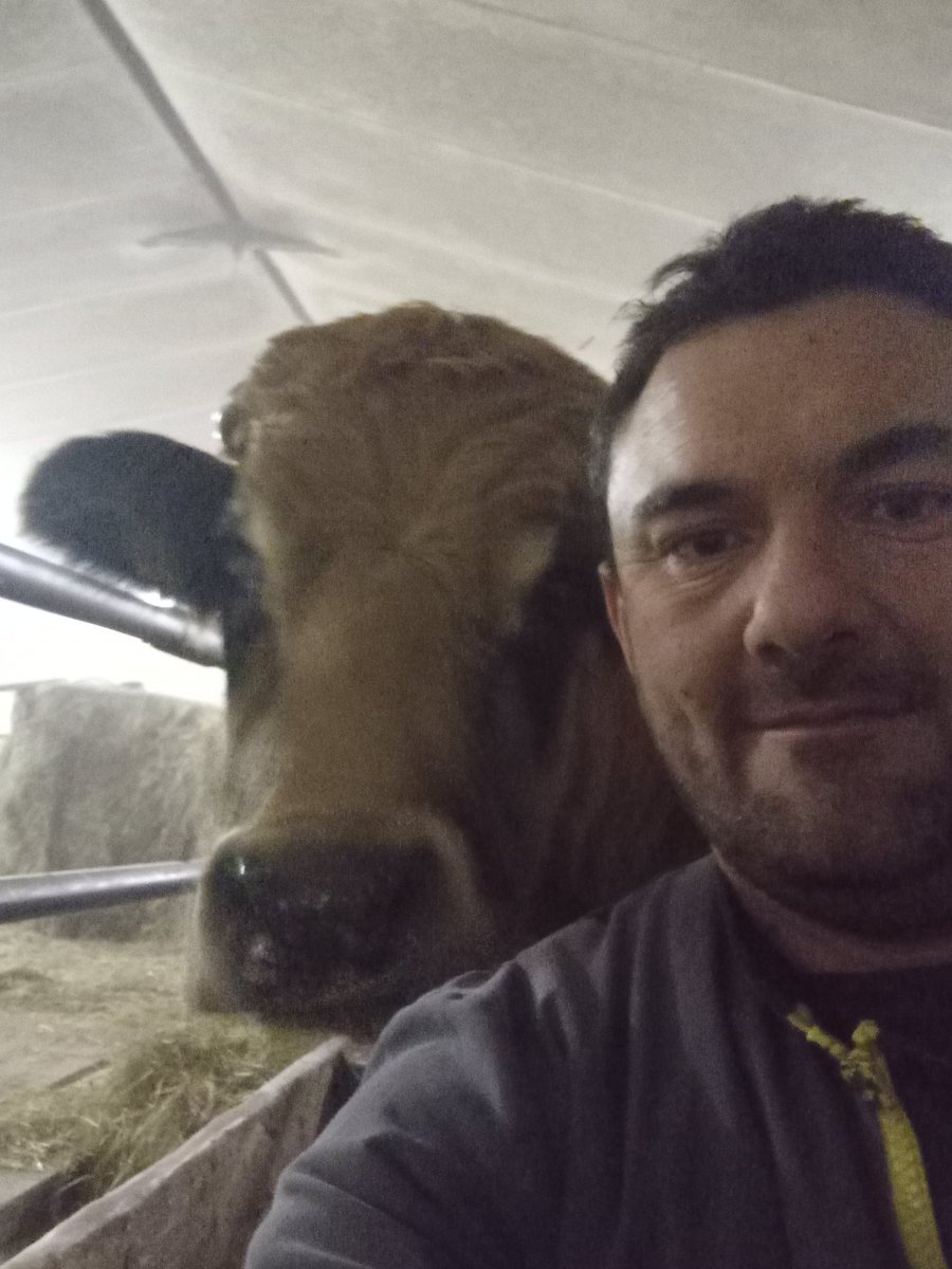 agric15's tweet image. Varoise vous donne le bonjour 
Tout va bien pour elle
Elle est au chaud on la bichonne.
C est devenu notre vache de compagnie