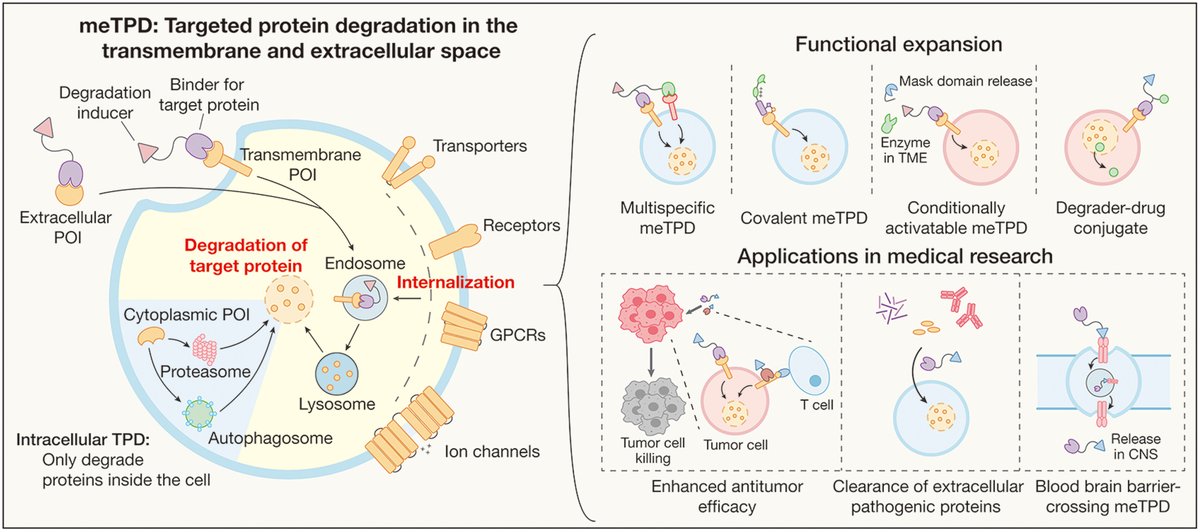 ScienceMagazine's tweet photo. Targeted protein degradation is a therapeutic strategy that entails hijacking a cell’s natural pathways for marking proteins for elimination. 

In a new #ScienceReview, researchers look at recent advances that expand the range or targets, drug modalities, and control mechanisms, enabling promising therapeutic applications. https://t.co/UGAxRvSW35