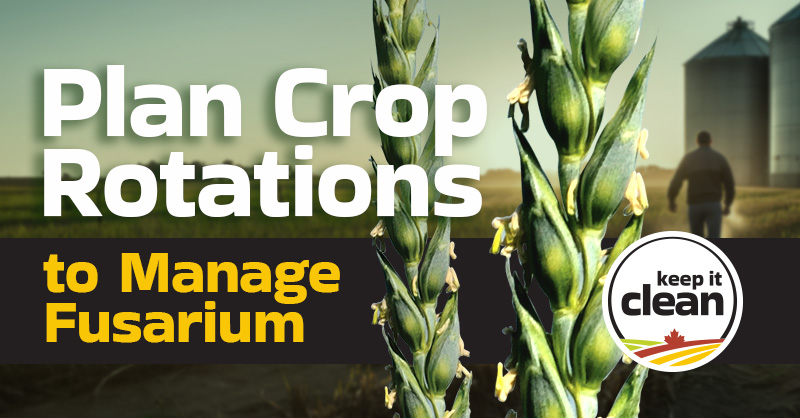 Fusarium head blight (FHB) can overwinter on crop stubble and residues, putting future cereal crops at risk of infection. Mitigate risk by incorporating crop rotation into your FHB management strategy. 

Learn more 👉 bit.ly/4iTPvd8

#SustainableCdnAg #Fusarium #Grow26