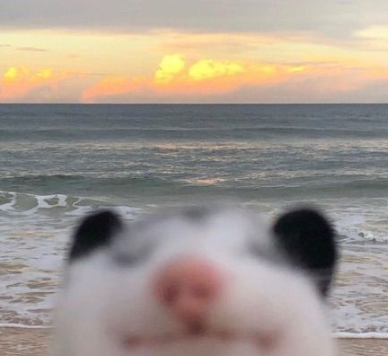 Halo!
wstałam chwile przed redebiutem Kałisiomtga
Proszę nie krzyczeć na mnie >:C 
Kocham Cię <a href="/KarisKapiko/">Karis Kapiko</a>  jesteś najcudowniejsza! GOOD JOB!!!!!!