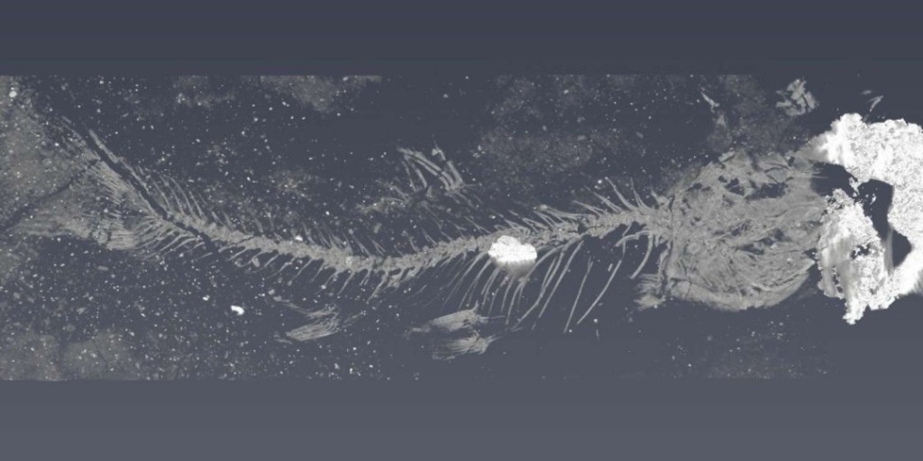 CanLightSource's tweet image. The #fossil of a tiny fish found in southwestern AB provides new insight into the origin and evolution of the supergroup of fish that includes catfish, carp and tetras. @RoyalTyrrell @westernuScience @WesternU @advancedphoton 
bit.ly/4pMaR0N