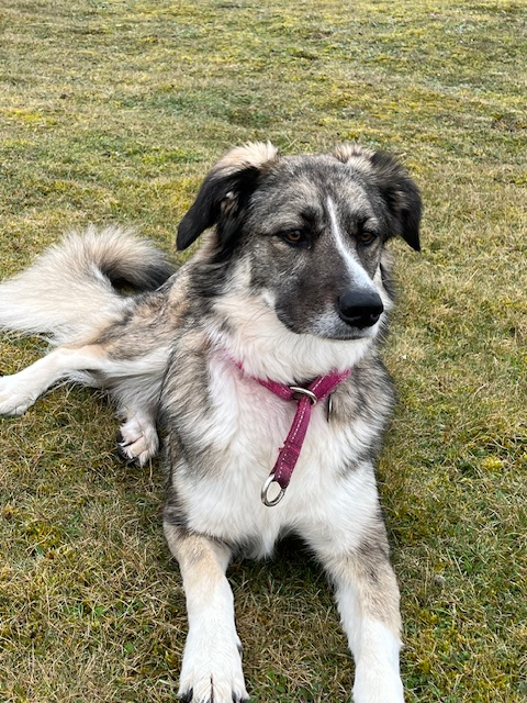millypod1's tweet photo. 🆘28 Nov 2025 #Lost Thea #ScanMe
Romanian Rescue Cross Breed Female'
#Cinderford #ForestOfDean #Gloucestershire #GL14
Nervous Dog (do not chase)
https://t.co/ZHu89kLJlW https://t.co/FxTyiEywIB