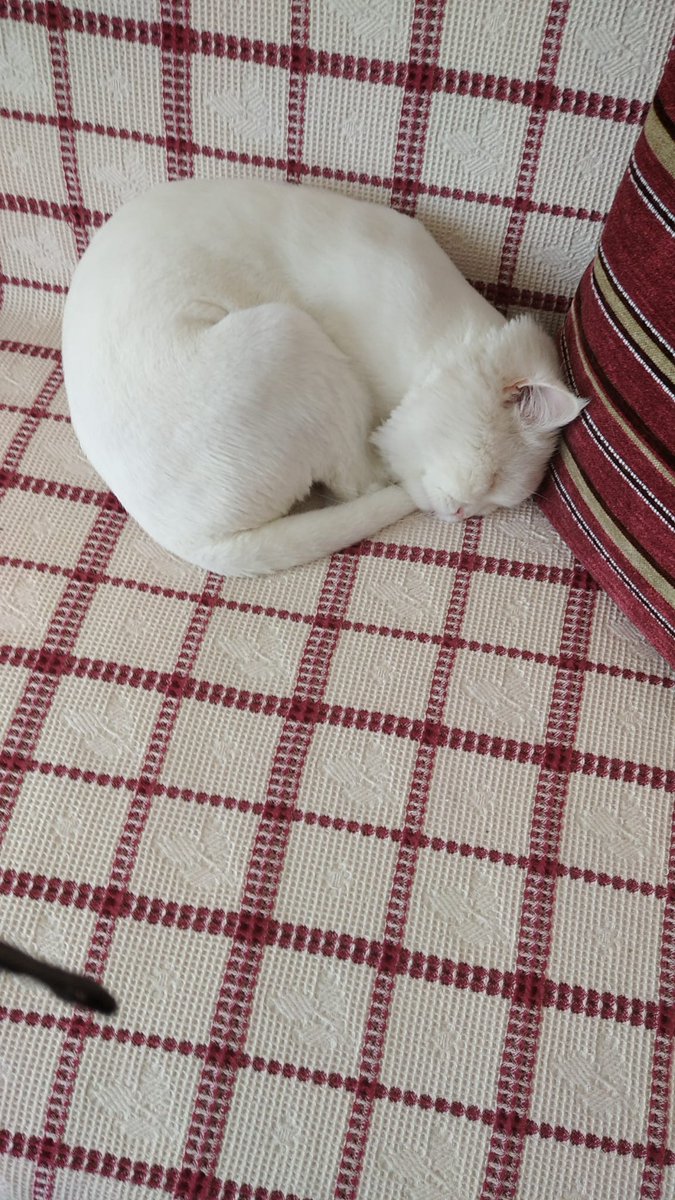 <a href="/minnakmandalina/">Mandalin</a> Buna da yuva bulabilir miyiz sokakta bulundu uzun tüylü British shorthair tüyleri keçeleştiği için tıraş edildi Ankara