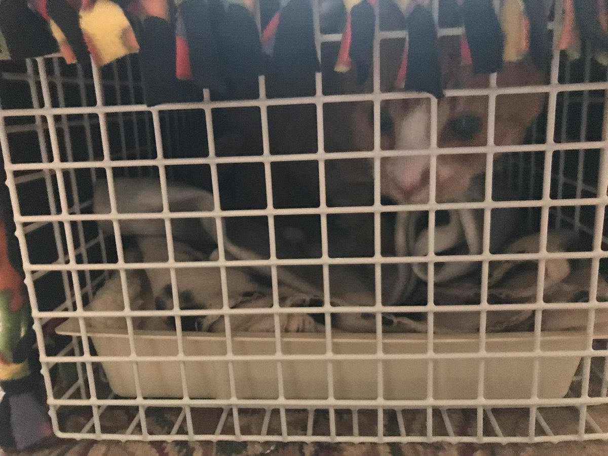 Hi pals, I’ve had my fur and blood stolen again today for the fifth time! They’re hoping the latest dose had brought my thyroid levels within the normal range, so paws crossed.
Hope your day has been better than mine. 🤗🧡🐾