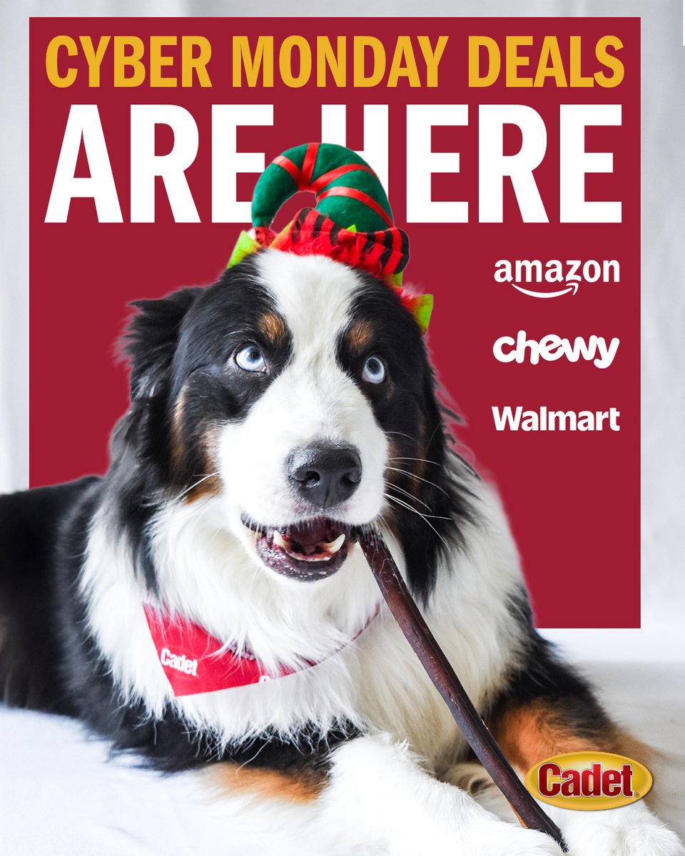 CadetPet's tweet image. &apos;Tis the season for great deals this #CyberMonday with buy one, get one free chews and treats at @Chewy! Find even more savings on @Walmart and @Amazon. 🎄 

#CadetPet #amazon #walmart #chewy #doglove #holidaydeals #christmasdog #bullyhidesticks