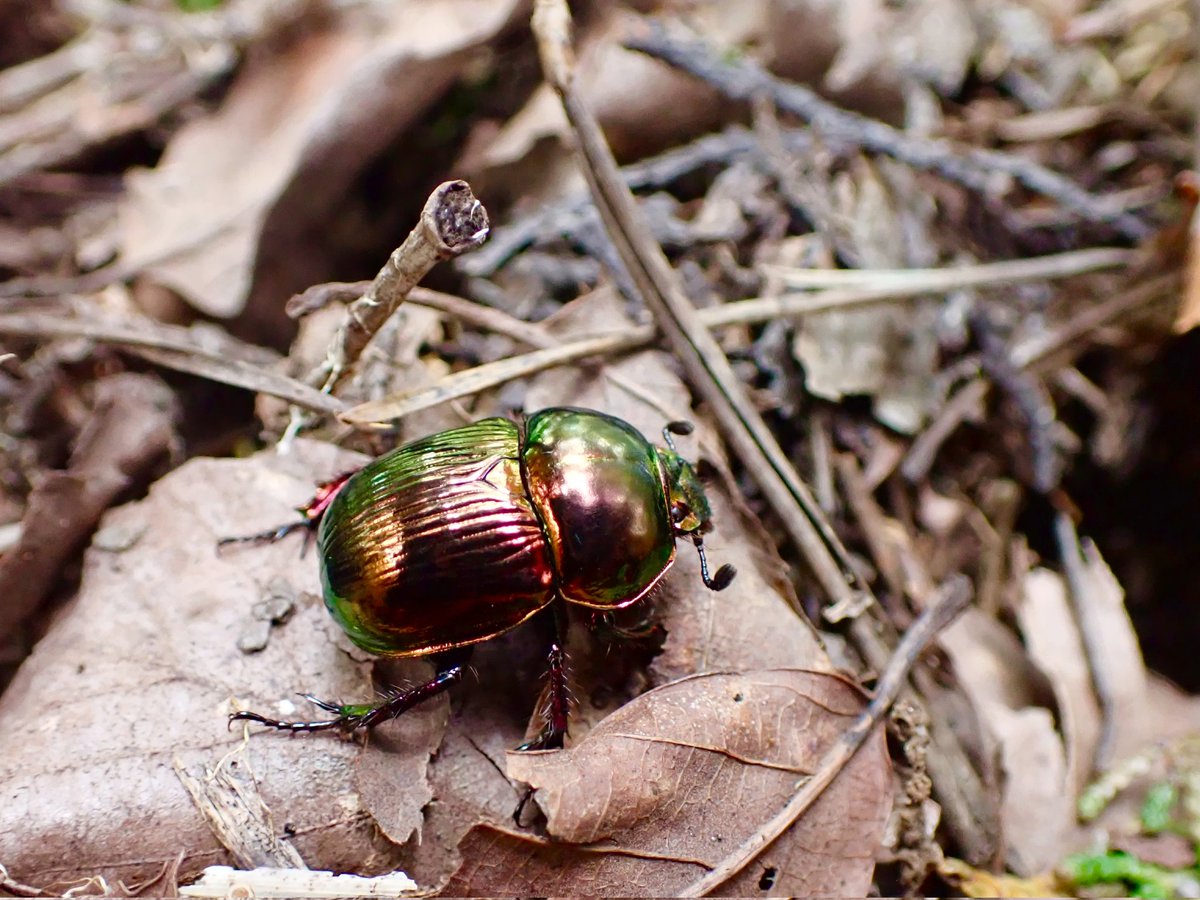 調査中の癒やしでした
2025.11.24 @愛媛県 
#オオセンチコガネ